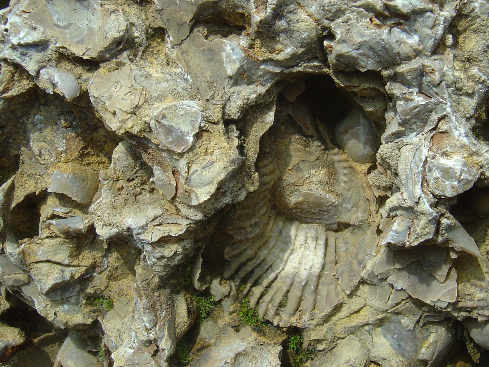 Gesteine und Fossilien