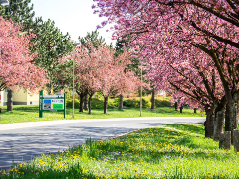 Blühende Bäume entlang einer Straße im Frühling