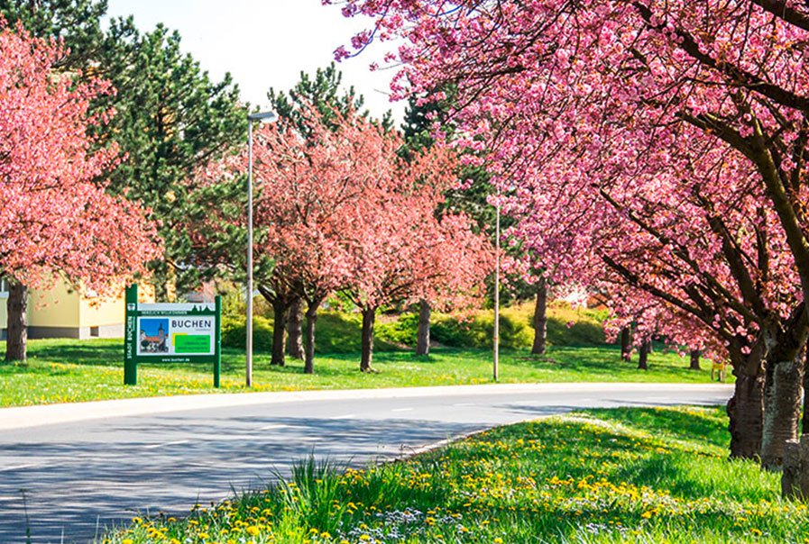 Kirschbäume mit vollen Blüten in Buchen 