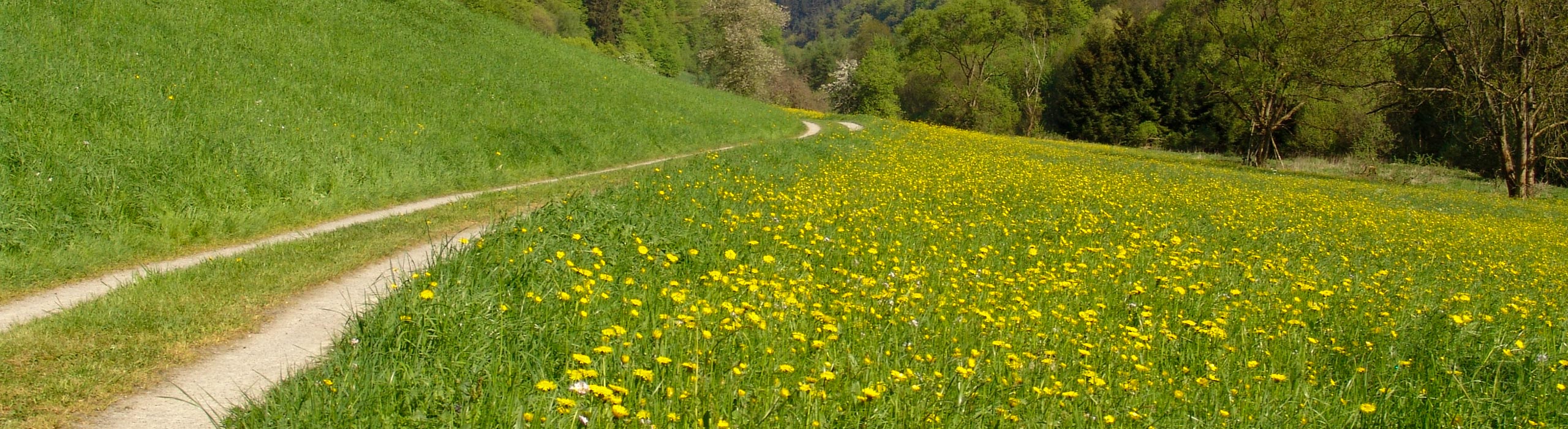 Feldweg mit Löwenzahnwiese