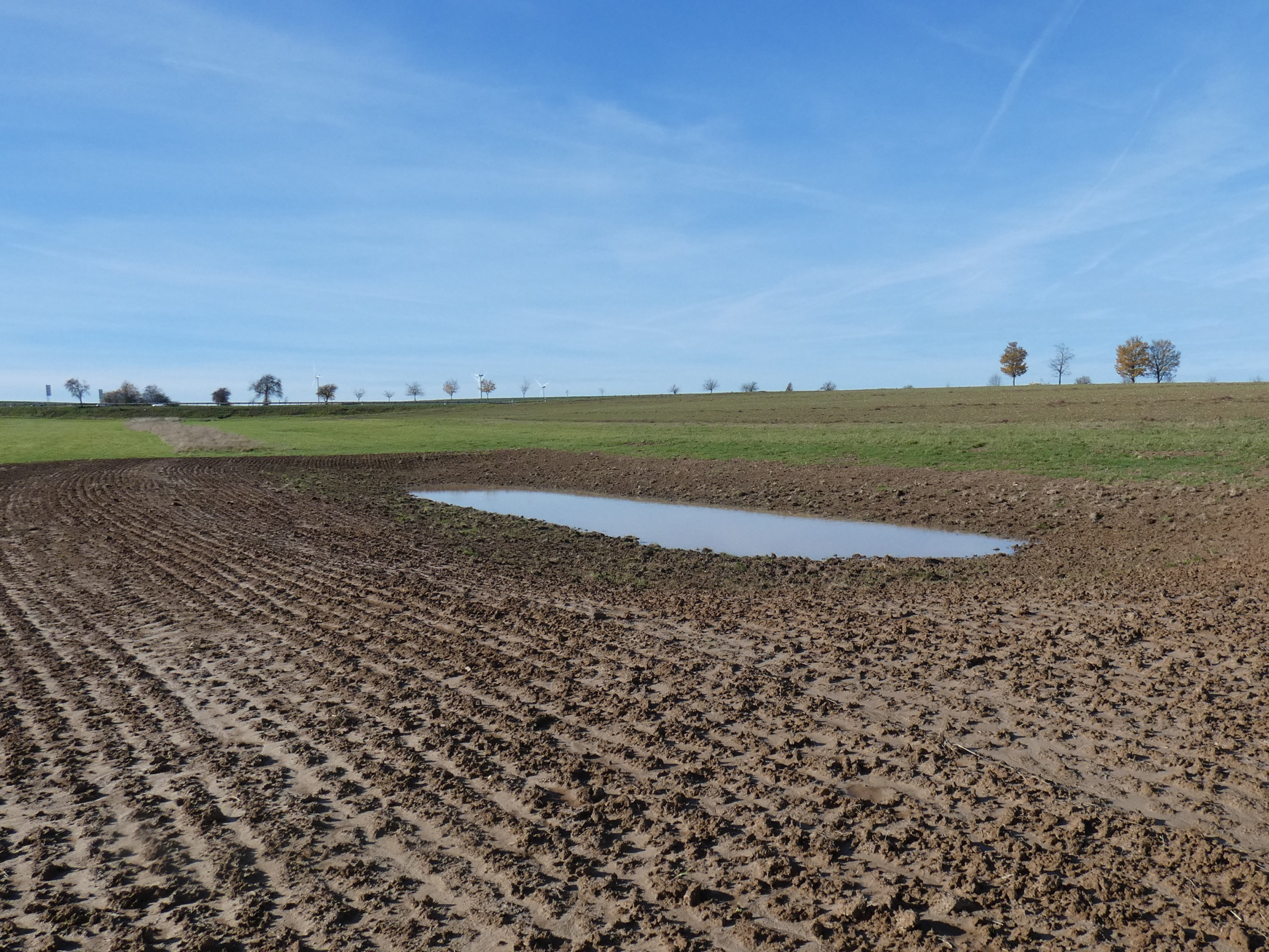 Bild: Neu angelegte Blänke im NSG Lappen (copyright Luisa Klingmann)