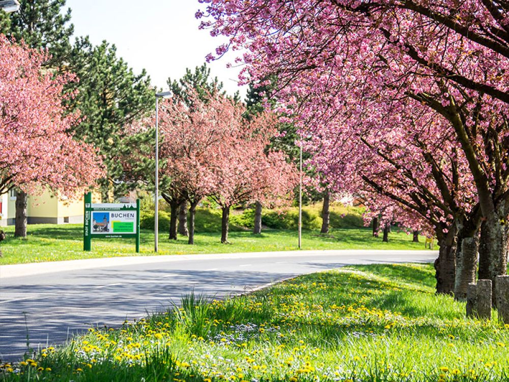Blühende Bäume entlang einer Straße im Frühling