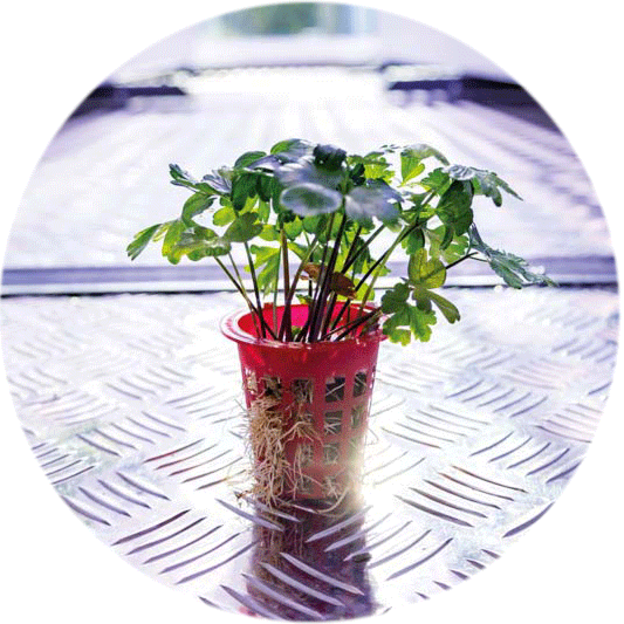 Pflanztop mit Petersilie