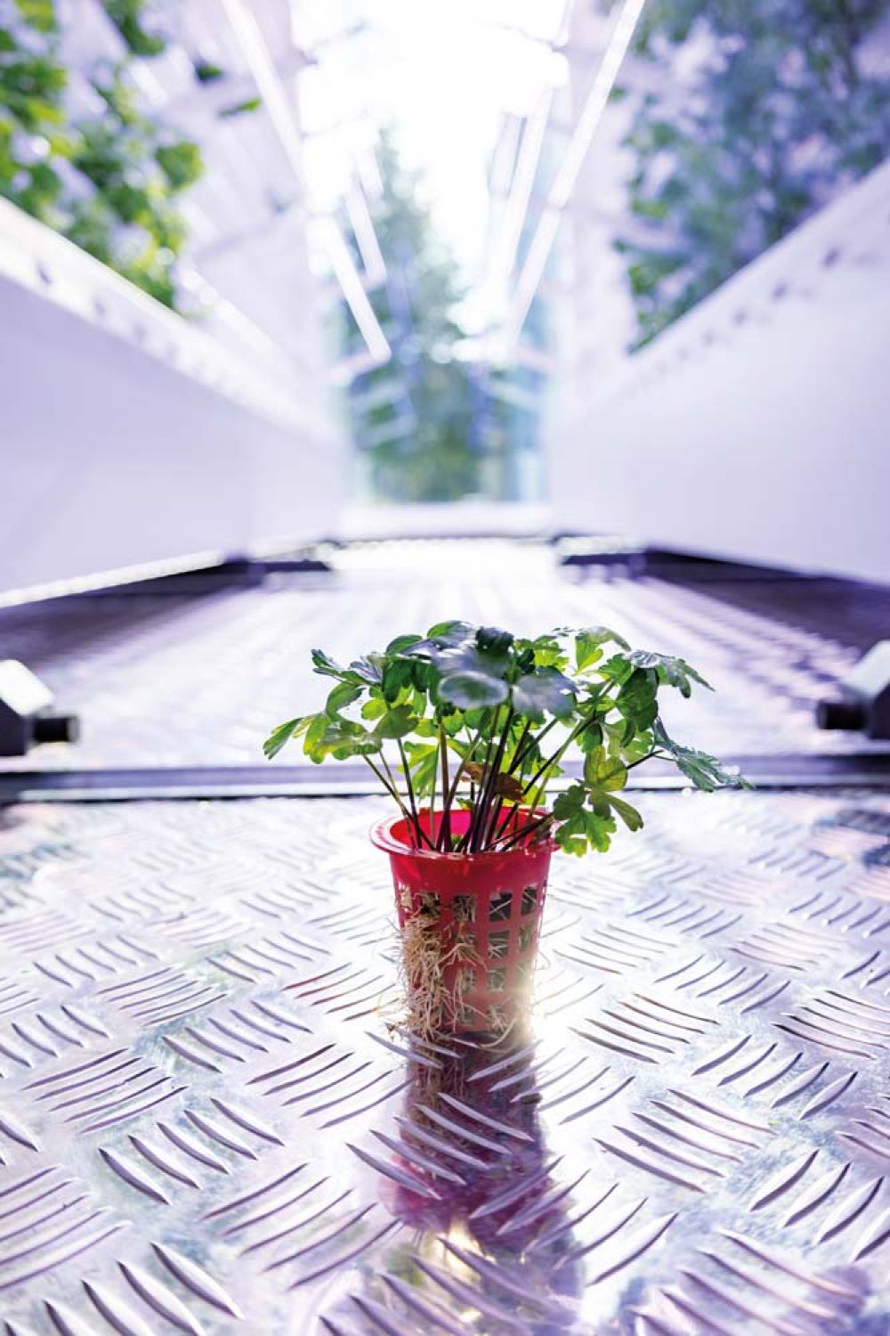 Pflanztopf mit Pflanze