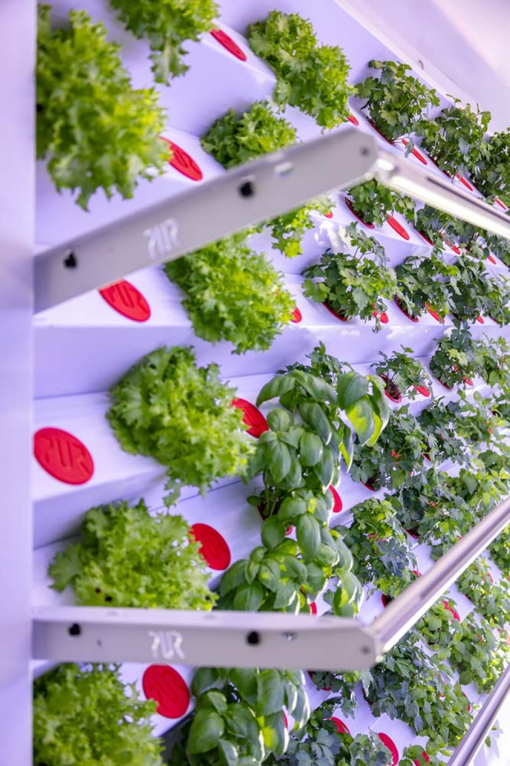 Salate, Basilikum und Petersilie