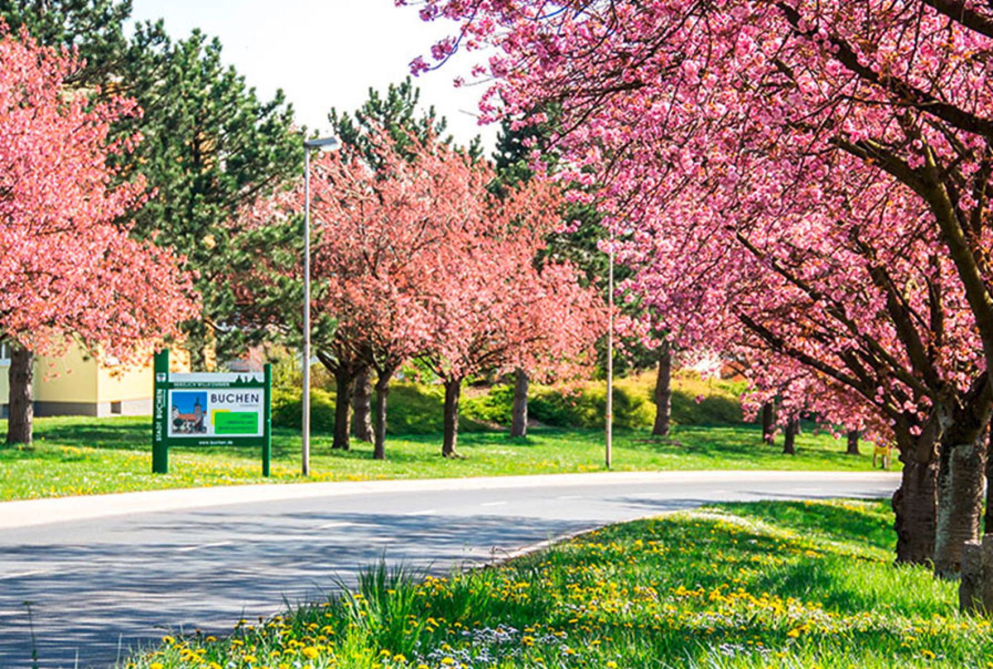 Kirschbäume mit vollen Blüten in Buchen 