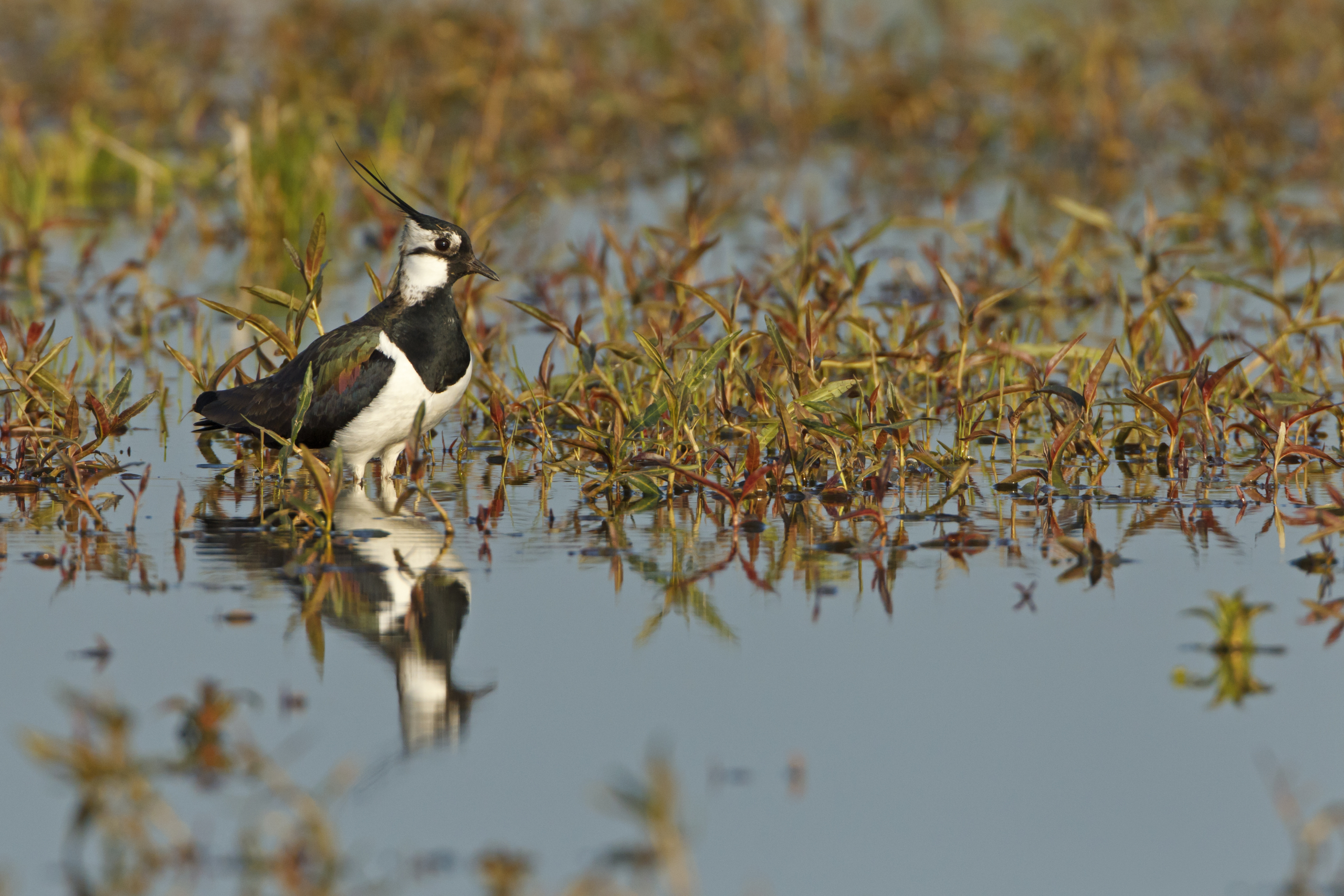 Bild Kiebitz auf Nahrungssuche (Mathias Schäf)