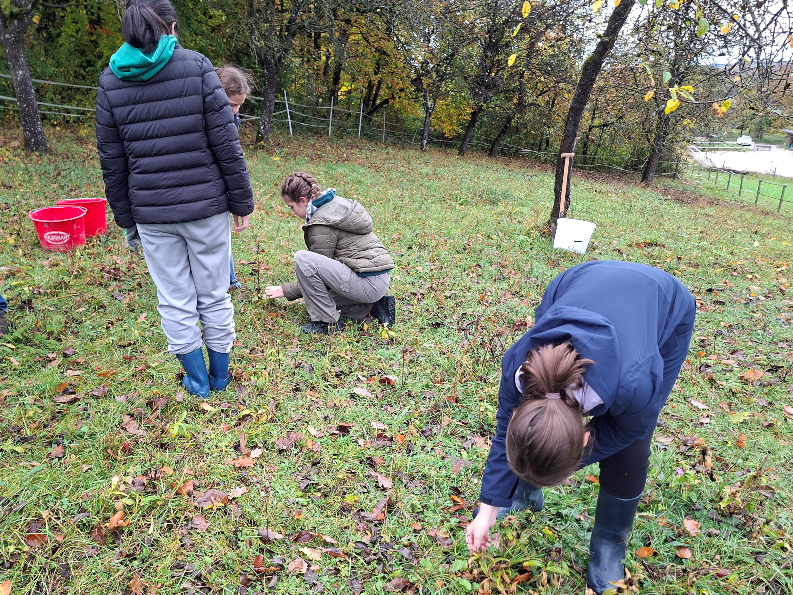 Bild: Jugendliche des Burghardt-Gymnasiums sammeln Samen des Kreuz-Enzian in Bödigheim Bildrechte: Nina Stork