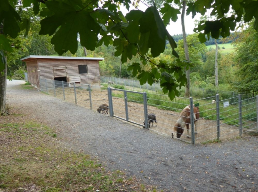 Pony im gemeinsamen Gehege mit Ziegen