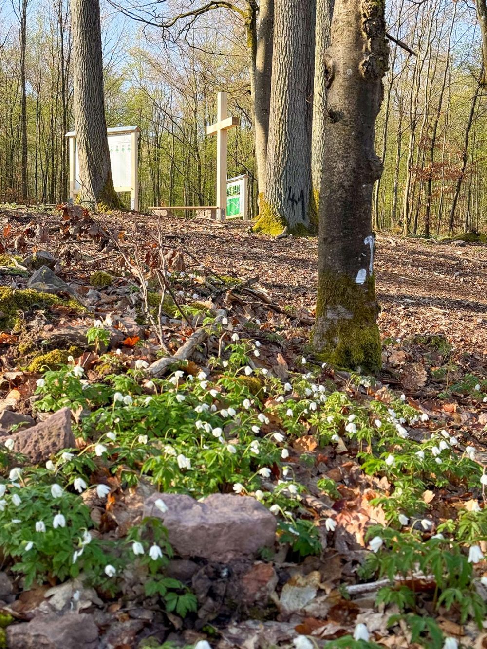 Impressionen vom Waldfriedhof Buchen