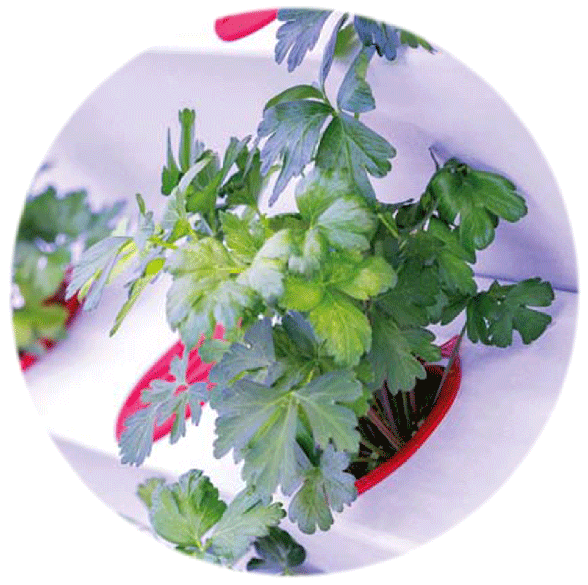 Petersilie im Indoor Farming Container