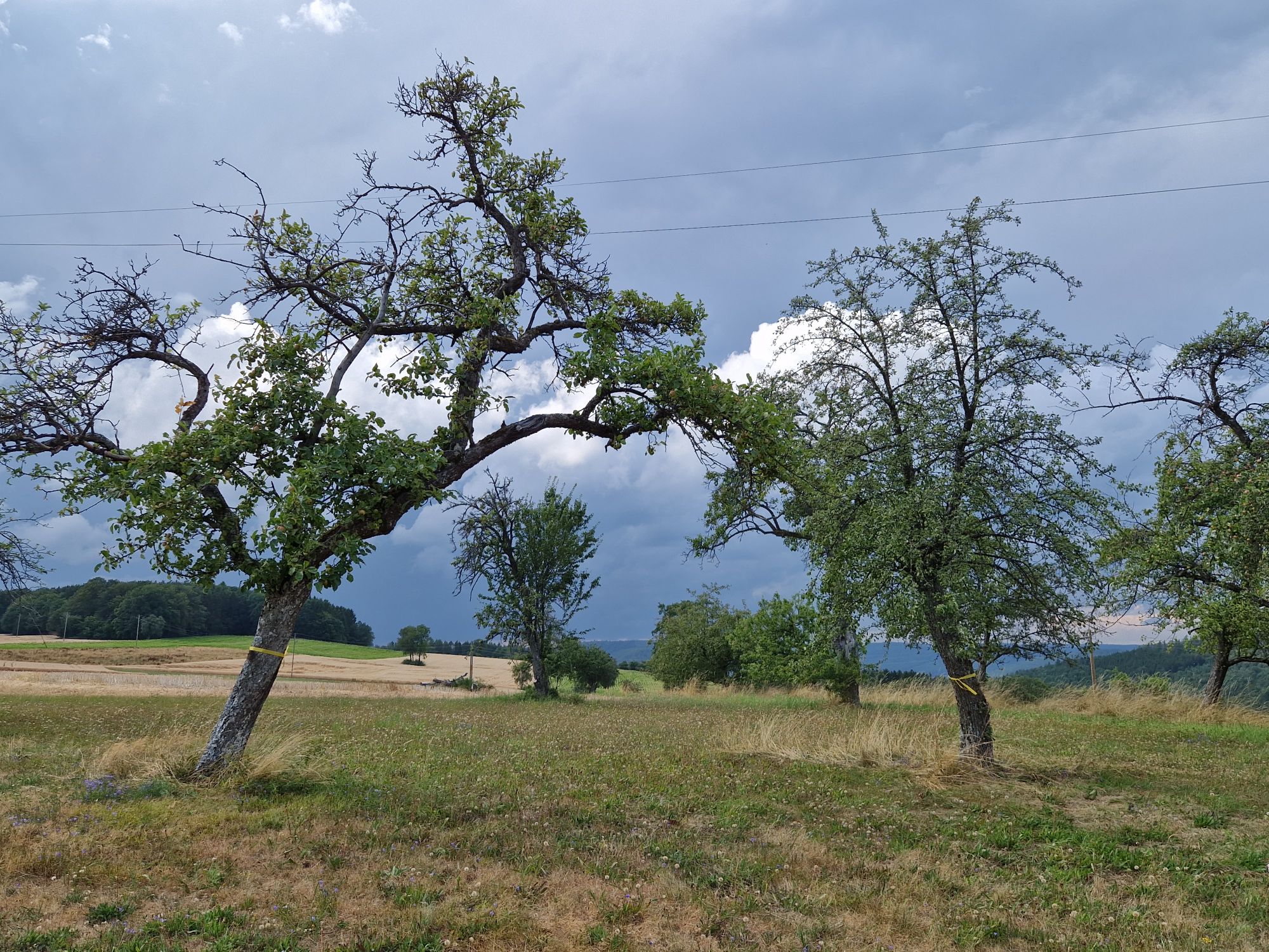BU: Das Ernteprojekt „Gelbes Band" setzt sich für einen achtsamen Umgang mit Lebensmitteln ein.  Foto: Landratsamt