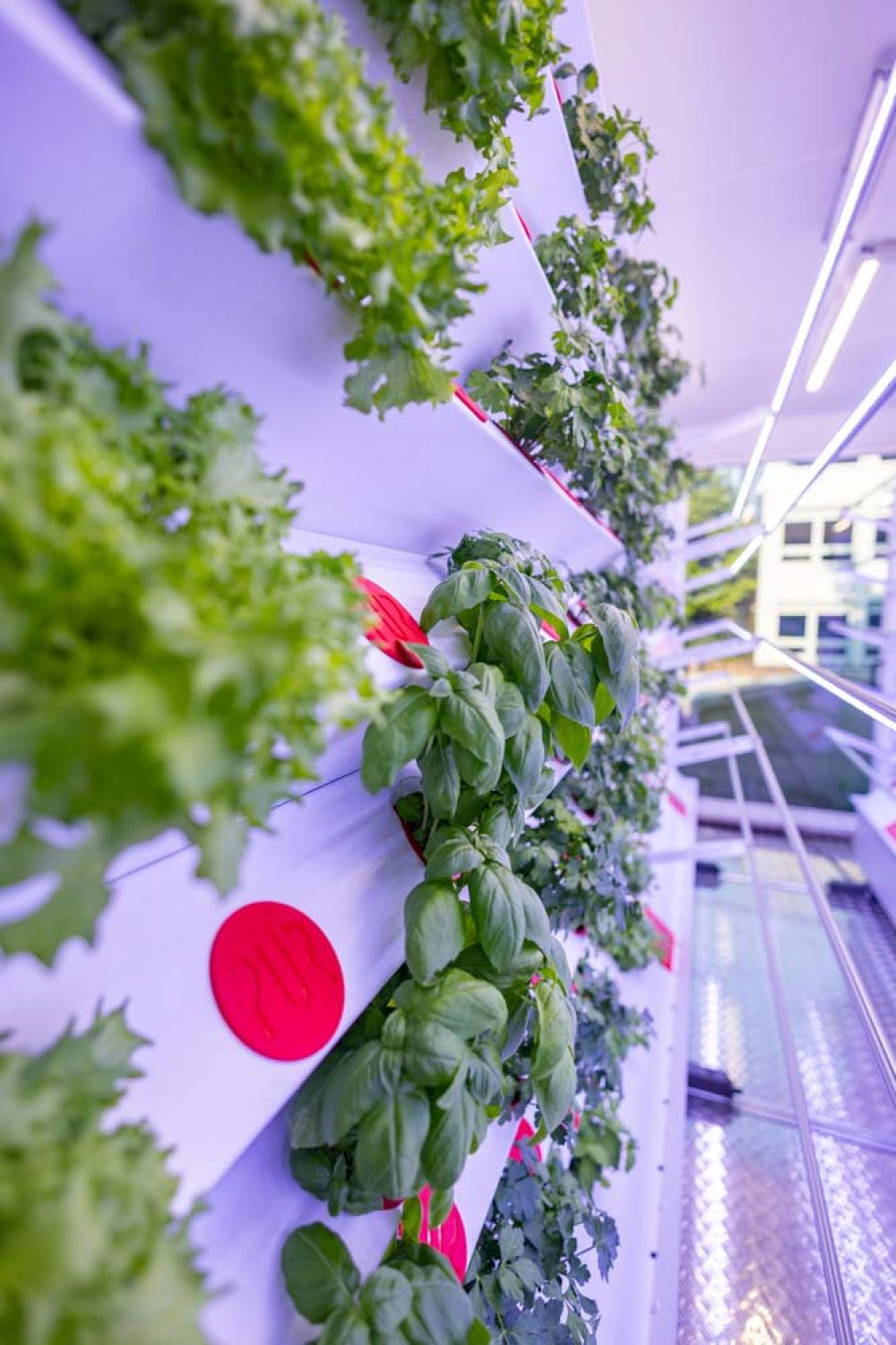 Verschiedene Kräuter im Indoor Farming Container